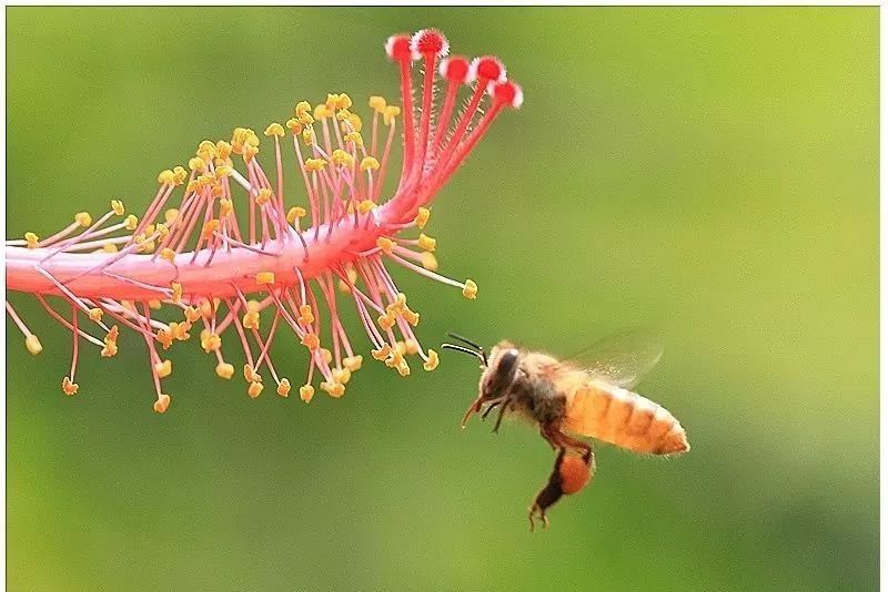 小蜂螨的危害及防治方法(蜂螨怎么治療和預(yù)防) 小蜂螨的危害及防治方法(蜂螨怎么治療和預(yù)防)