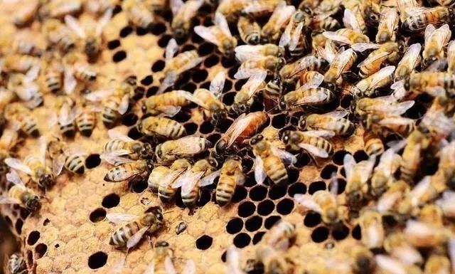 蜂王在哪些情況下會停止產(chǎn)卵(蜂王什么時候停止產(chǎn)卵) 蜂王在哪些情況下會停止產(chǎn)卵(蜂王什么時候停止產(chǎn)卵)