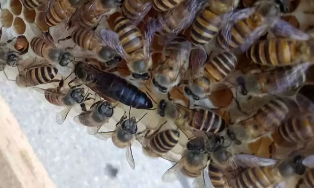 蜂王在哪些情況下會停止產(chǎn)卵(蜂王什么時候停止產(chǎn)卵) 蜂王在哪些情況下會停止產(chǎn)卵(蜂王什么時候停止產(chǎn)卵)