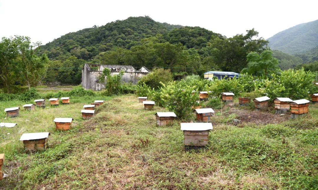 養蜜蜂投資大嗎(養蜂賺錢不) 養蜜蜂投資大嗎(養蜂賺錢不)