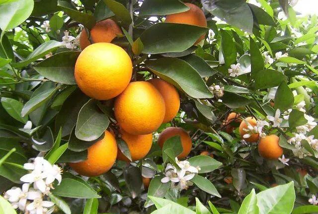 蜜源植物的種類及花期大全(十九種主要蜜源植物分布及花期) 蜜源植物的種類及花期大全(十九種主要蜜源植物分布及花期)