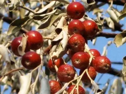 蜜源植物的種類及花期大全(十九種主要蜜源植物分布及花期) 蜜源植物的種類及花期大全(十九種主要蜜源植物分布及花期)