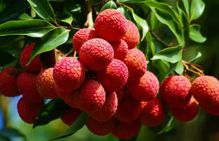 蜜源植物的種類及花期大全(十九種主要蜜源植物分布及花期) 蜜源植物的種類及花期大全(十九種主要蜜源植物分布及花期)