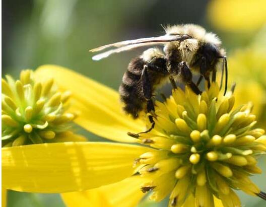 采集蜂和偵查蜂的區(qū)別（怎么區(qū)分偵查蜂）