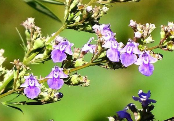 木本蜜源植物有哪些（常見的6種林木蜜源植物）
