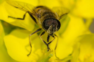松丹一號是黑蜂雜交的嗎(西方蜜蜂有哪些類型和品種) 松丹一號是黑蜂雜交的嗎(西方蜜蜂有哪些類型和品種)