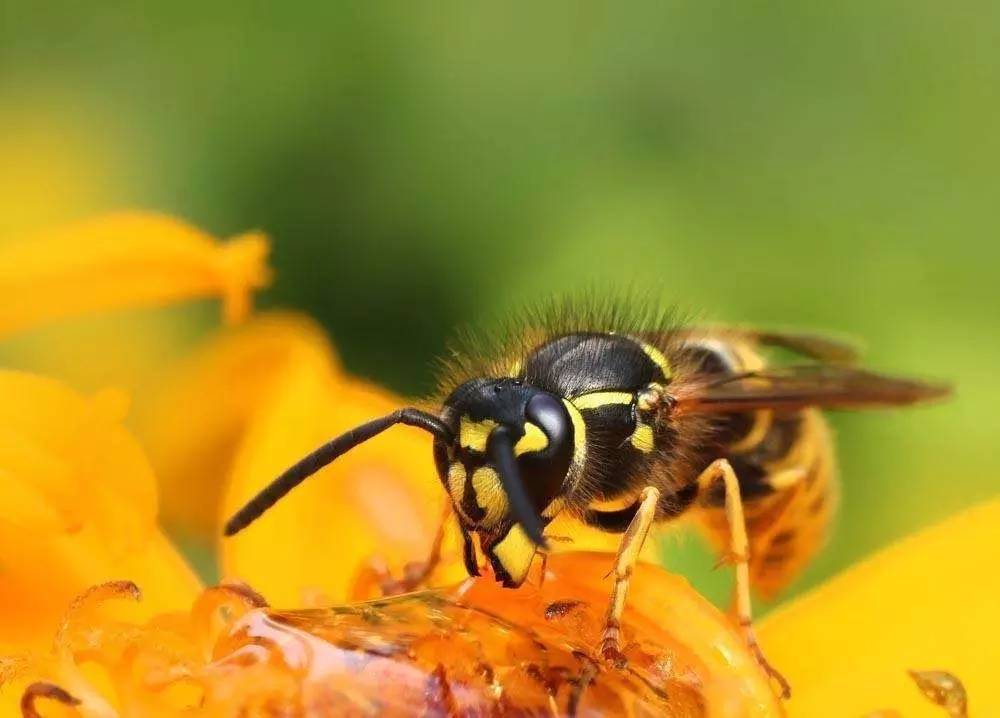 蜜蜂養殖屬于什么行業（養蜂業是否屬于畜牧業）