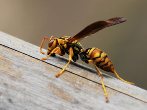 胡蜂采水蜂怎么找(采水蜂跟蹤法) 胡蜂采水蜂怎么找(采水蜂跟蹤法)