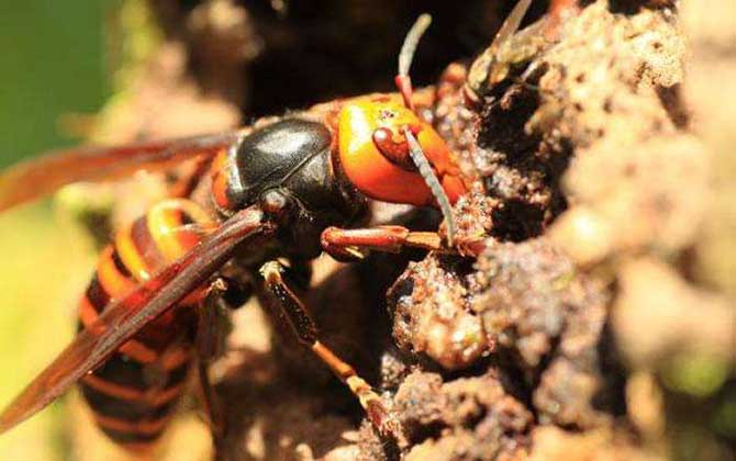 日本大黃蜂和中國大虎頭蜂誰最強(虎頭蜂vs日本大黃蜂誰厲害?) 日本大黃蜂和中國大虎頭蜂誰最強(虎頭蜂vs日本大黃蜂誰厲害?)