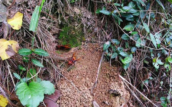 日本大黃蜂和中國大虎頭蜂誰最強(虎頭蜂vs日本大黃蜂誰厲害?) 日本大黃蜂和中國大虎頭蜂誰最強(虎頭蜂vs日本大黃蜂誰厲害?)
