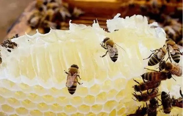 蜂蜜怎么樣取蜜(養蜂怎么快速把蜂蜜取出來) 蜂蜜怎么樣取蜜(養蜂怎么快速把蜂蜜取出來)