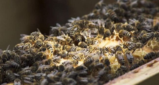 冬季蜜蜂什么時候治螨(越冬蜂治螨要注意什么) 冬季蜜蜂什么時候治螨(越冬蜂治螨要注意什么)