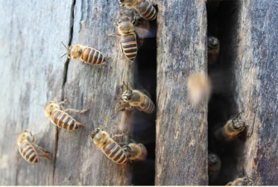 冬季蜜蜂什么時候治螨(越冬蜂治螨要注意什么) 冬季蜜蜂什么時候治螨(越冬蜂治螨要注意什么)