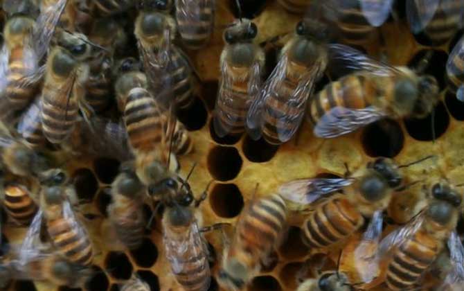 蜂巢是怎么形成的(蜂巢的形成過程) 蜂巢是怎么形成的(蜂巢的形成過程)