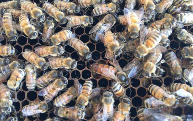 如何識(shí)別工蜂產(chǎn)卵(工蜂產(chǎn)卵怎么處理) 如何識(shí)別工蜂產(chǎn)卵(工蜂產(chǎn)卵怎么處理)