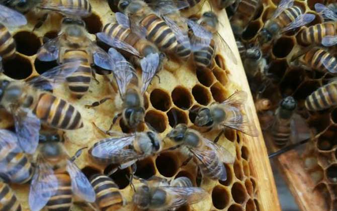 工蜂產卵喂蜂王漿能培育出蜂王嗎（工蜂產卵可以育王嗎）