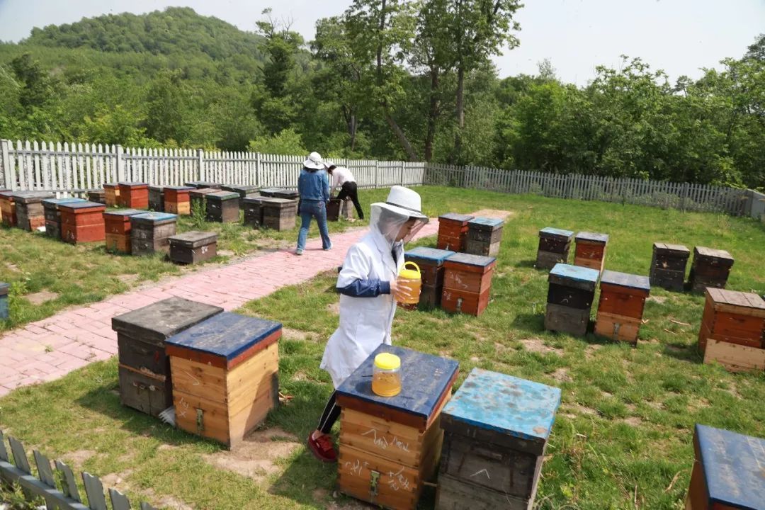 城市養蜂歸哪個部門管(養蜂屬于畜牧業嗎) 城市養蜂歸哪個部門管(養蜂屬于畜牧業嗎)