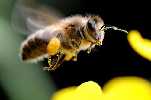  雄蜂試飛說(shuō)明什么