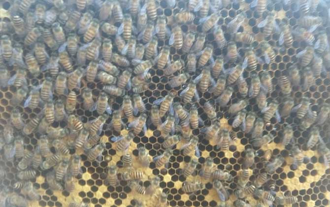 人造王臺蜜蜂起不起分蜂熱 人造王臺蜜蜂起不起分蜂熱