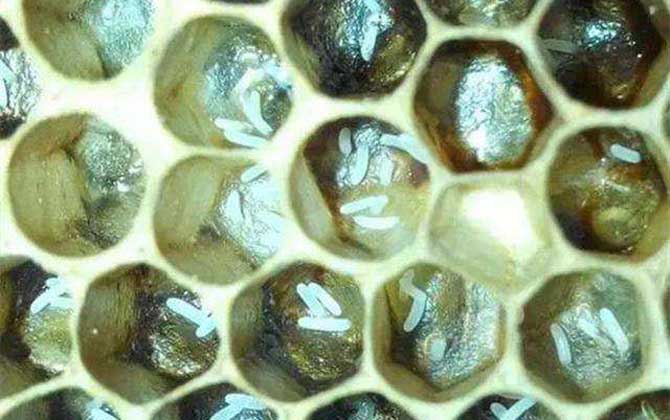 產卵過的工蜂能活多久(工蜂產卵后能活多久) 產卵過的工蜂能活多久(工蜂產卵后能活多久)