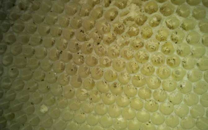 產卵過的工蜂能活多久(工蜂產卵后能活多久) 產卵過的工蜂能活多久(工蜂產卵后能活多久)