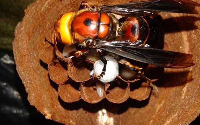 發(fā)現(xiàn)馬蜂窩怎么處理最安全(怎么處理馬蜂窩最徹底) 發(fā)現(xiàn)馬蜂窩怎么處理最安全(怎么處理馬蜂窩最徹底)