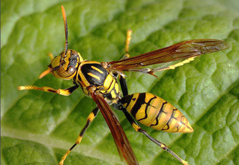 家里有牛角蜂怎么辦（家里來牛角蜂什么預(yù)兆）