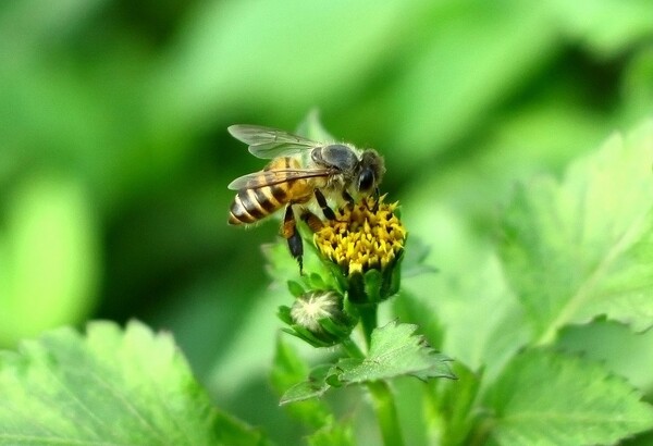 中蜂養(yǎng)殖實(shí)用技術(shù)大全(養(yǎng)中蜂的詳細(xì)技術(shù)方法和要點(diǎn)) 中蜂養(yǎng)殖實(shí)用技術(shù)大全(養(yǎng)中蜂的詳細(xì)技術(shù)方法和要點(diǎn))
