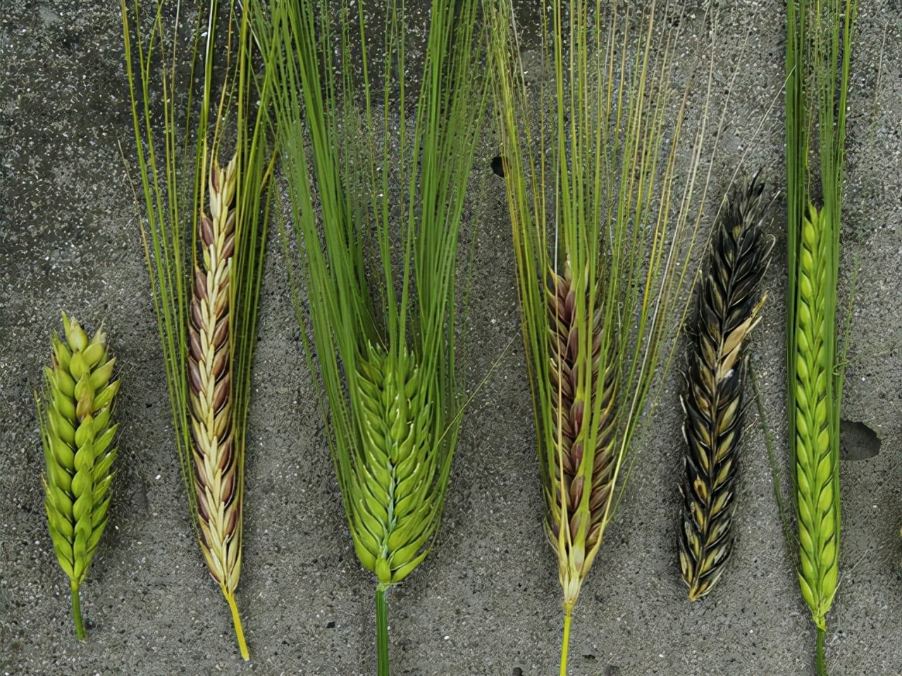 地球上最成功的植物是什么? 地球上最成功的植物,1萬(wàn)年前操縱智人,占地面積將近10個(gè)英國(guó)