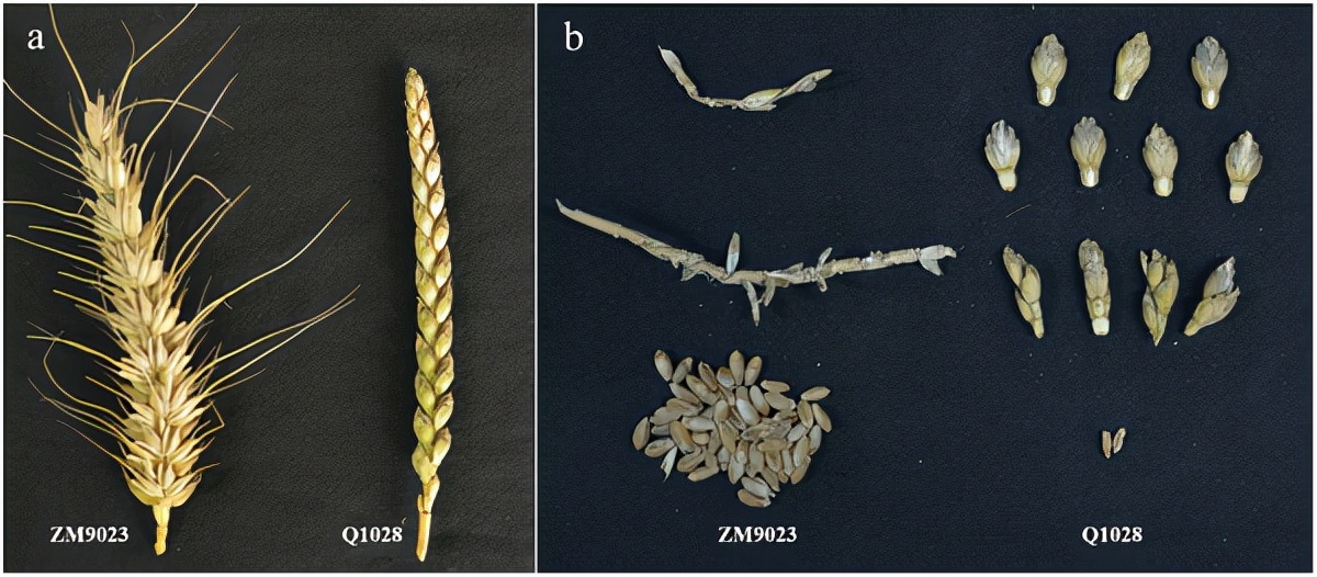 地球上最成功的植物是什么? 地球上最成功的植物,1萬(wàn)年前操縱智人,占地面積將近10個(gè)英國(guó)