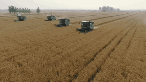 地球上最成功的植物是什么? 地球上最成功的植物,1萬(wàn)年前操縱智人,占地面積將近10個(gè)英國(guó)