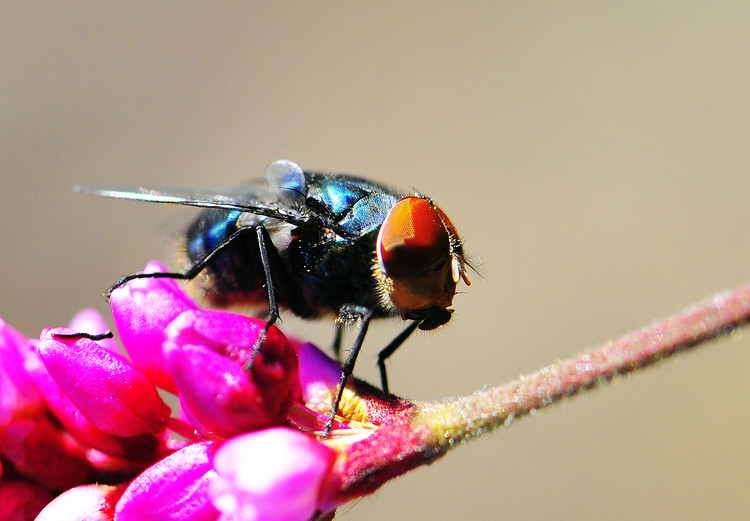 【蜜蜂知識】僵尸蜜蜂真的存在嗎? 僵尸蜜蜂真的存在嗎?