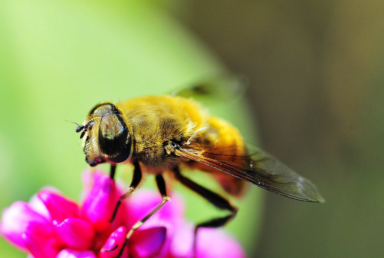 【蜜蜂知識】僵尸蜜蜂真的存在嗎? 僵尸蜜蜂真的存在嗎?