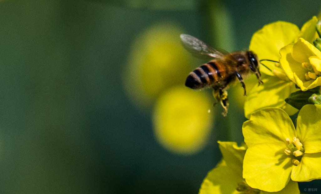 意蜂蜜糖來喂阿壩中蜂會怎樣呢（怎樣用意蜂蜜補助飼喂中蜂）