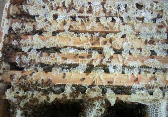 阿壩中蜂愛咬人嗎(為什么中蜂亂咬人) 阿壩中蜂愛咬人嗎(為什么中蜂亂咬人)