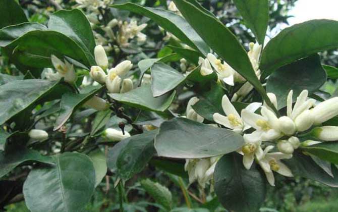 蜜源植物一覽表 蜜源植物一覽表