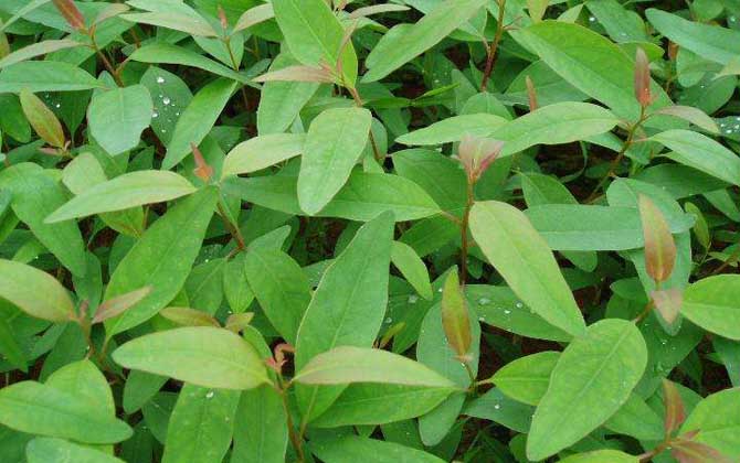 蜜源植物一覽表 蜜源植物一覽表