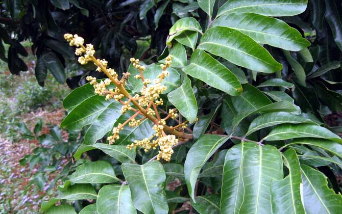 蜜源植物一覽表 蜜源植物一覽表