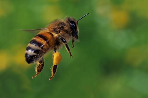 新蜂王產卵了還會被工蜂放棄嗎(被囚的老蜂王是否會被工蜂放棄飼養) 新蜂王產卵了還會被工蜂放棄嗎(被囚的老蜂王是否會被工蜂放棄飼養)