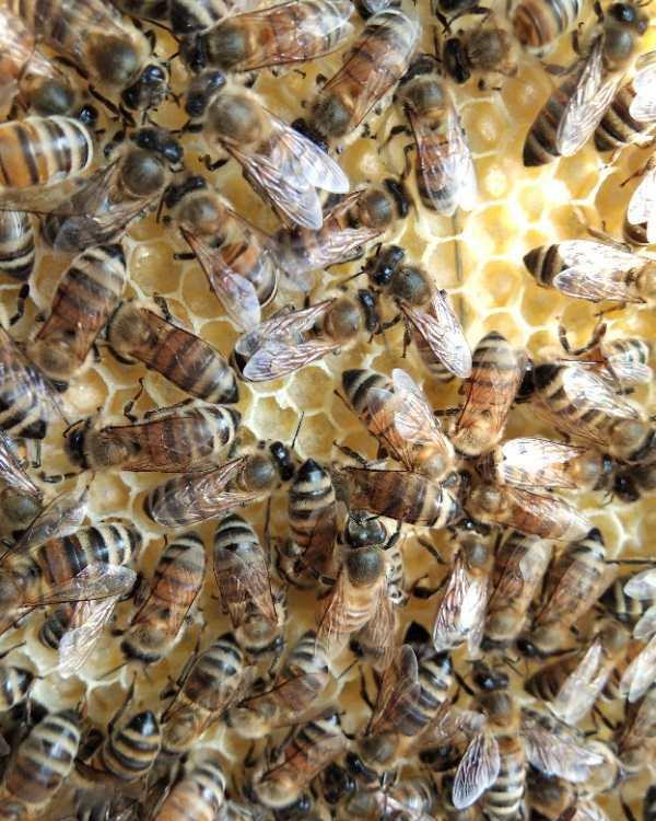 定地養殖意蜂會虧損嗎(當地的蜜源情況) 定地養殖意蜂會虧損嗎(當地的蜜源情況)