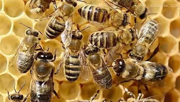 蜜蜂越冬白天喂好還是晚上喂好(蜜蜂白天喂和晚上喂得區別) 蜜蜂越冬白天喂好還是晚上喂好(蜜蜂白天喂和晚上喂得區別)