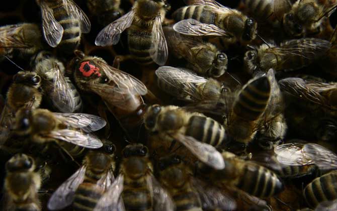 蜜蜂王剪掉翅膀有影響嗎 蜜蜂王剪掉翅膀有影響嗎