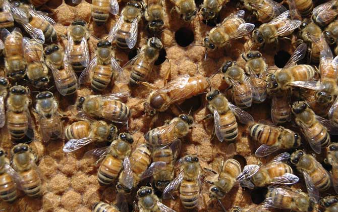 蜜蜂王剪掉翅膀有影響嗎 蜜蜂王剪掉翅膀有影響嗎