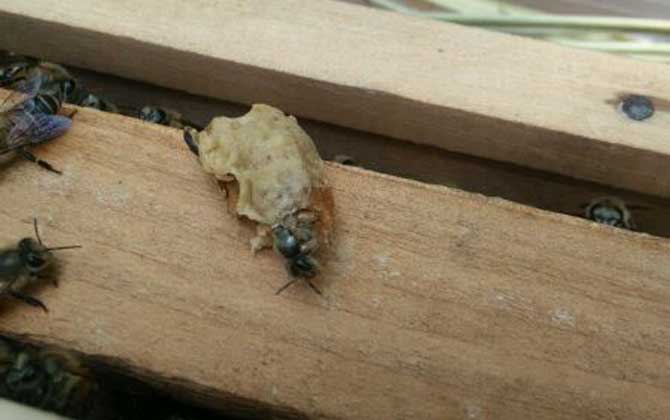 <p>     工蜂產卵是養蜂生產中經常遇到的事情，尤以蜂群失王且不能急造王臺時最為普遍，事實上工蜂也是具備一定生殖能力的雌蜂，有時工蜂產的卵甚至還能被急造成王臺，下面一起來看一看工蜂產的王臺是不是蜂王吧！ </p> <p style="TEXT-ALIGN: center">     <img alt="王臺"  data-cke-saved-src="http://www.kumifeng.com/uploadfile/2019/0716/20190716071017323.jpg"/> src="http://www.kumifeng.com/uploadfile/2019/0716/20190716071017323.jpg"/> </p> <p>     <strong>一、性別</strong> </p> <p>     工蜂和蜂王一樣是受精卵發育成的雌性蜜蜂，但工蜂的生殖器官發育并不完善，事實上導致這種差異的根本原因是工蜂和蜂王在幼蟲期的食物不同，其中蜂王始終以蜂王漿為食并能完成生殖器官的發育，而工蜂在吃三天蜂王漿之后就只能以花粉和花蜜為食。 </p> <p style="TEXT-ALIGN: center">     <img alt="王臺"  data-cke-saved-src="http://www.kumifeng.com/uploadfile/2019/0716/20190716071026507.jpg"/> src="http://www.kumifeng.com/uploadfile/2019/0716/20190716071026507.jpg"/> </p> <p>     <strong>二、產卵</strong> </p> <p>     工蜂實際上是具備一定生殖能力的雌性蜜蜂，當蜂群中有蜂王時工蜂卵巢發育會受到蜂王分泌的蜂王信息素所抑制，而且即便是有少數工蜂在產卵這些工蜂的卵也會被蜂王清理掉，一旦蜂群失王且無法急造王臺來培育新王時大量工蜂便會因卵巢發育而產卵。 </p> <p style="TEXT-ALIGN: center">     <img alt="王臺"  data-cke-saved-src="http://www.kumifeng.com/uploadfile/2019/0716/20190716071035956.jpg"/> src="http://www.kumifeng.com/uploadfile/2019/0716/20190716071035956.jpg"/> </p> <p>     <strong>三、造臺</strong> </p> <p>     蜂群失王后工蜂能用工蜂小幼蟲來急造王臺，但前提是群勢要足夠強且蜂群中有適齡工蜂小幼蟲，一旦蜂群不能急造王臺則大量工蜂開始產卵且少數工蜂卵也能完成孵化，若此時蜂群仍有強烈的育王意念時甚至還能看到工蜂用工蜂卵孵化成的幼蟲急造王臺。 </p> <p style="TEXT-ALIGN: center">     <img alt="王臺"  data-cke-saved-src="http://www.kumifeng.com/uploadfile/2019/0716/20190716071045833.jpg"/> src="http://www.kumifeng.com/uploadfile/2019/0716/20190716071045833.jpg"/> </p> <p>     <strong>四、論述</strong> </p> <p>     工蜂產卵急造成的王臺絕對不能培育出蜂王，原因是工蜂的生殖器官發育不完善且只能產未受精卵，這些未受精卵就算能順利孵化也只能發育成雄蜂，而蜂王則必須是由受精卵發育成且終身以蜂王漿為食的雌蜂，另外工蜂卵急造的王臺很快會被蜂群破壞掉。 </p> <p>     綜上所述，蜂群失王后工蜂雖然能因卵巢發育而產卵，但只能產未受精卵(卵細胞)且只能發育成雄蜂，因此工蜂產卵急造的王臺絕對不能培育出蜂王，而且在這些王臺羽化之前往往會被蜂群破壞掉。 </p>