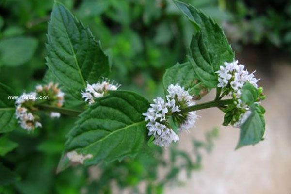 中草藥蜜源植物有哪些(常見的蜜源植物有哪些) 中草藥蜜源植物有哪些(常見的蜜源植物有哪些)