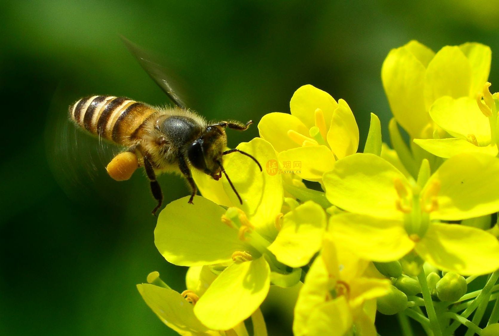 蜜蜂養殖補貼是每年都有嗎(2020養蜂有什么補貼) 蜜蜂養殖補貼是每年都有嗎(2020養蜂有什么補貼)