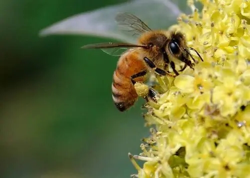 下雨天偵查蜂會出動嗎(偵查蜂一般會跑多遠) 下雨天偵查蜂會出動嗎(偵查蜂一般會跑多遠)