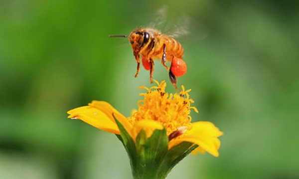 下雨天偵查蜂會出動嗎(偵查蜂一般會跑多遠) 下雨天偵查蜂會出動嗎(偵查蜂一般會跑多遠)