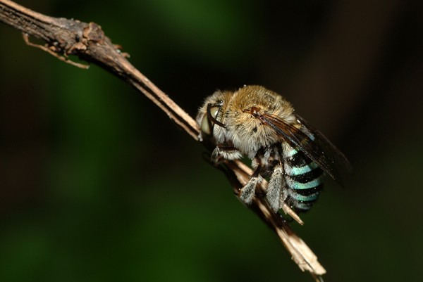 養(yǎng)蜂四季口訣（養(yǎng)蜂順口溜）