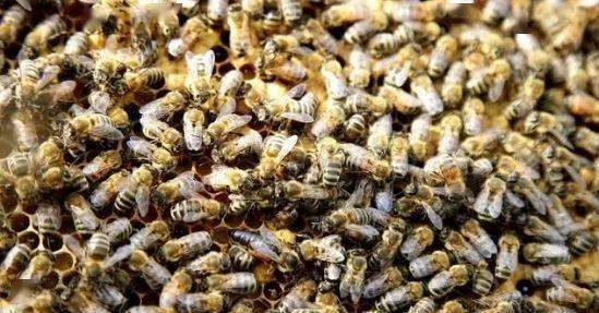 大蜂場(chǎng)如何殺螞蟻（養(yǎng)蜂場(chǎng)內(nèi)有螞蟻怎樣處理）